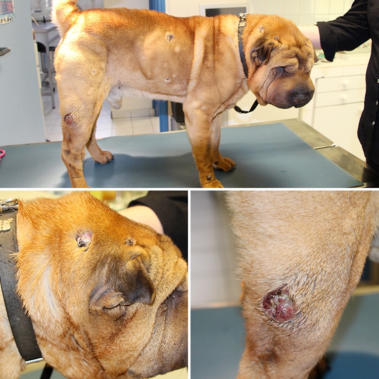 Métastases et tumeurs cutanées sur la peau d'un chien