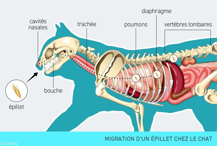 Migration d'un épillet du nez ou la bouche vers les poumons du chat