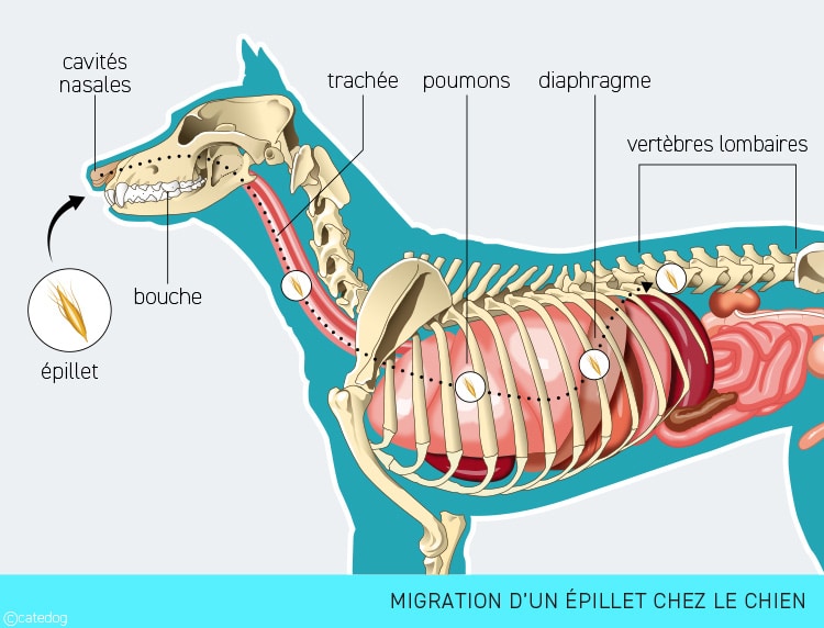 Migration d'un épillet du nez ou la bouche vers les poumons du chien