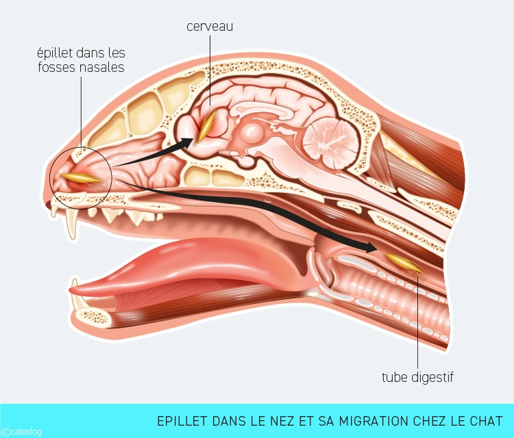 Migration d'un épillet du nez vers le cerveau chez le chat