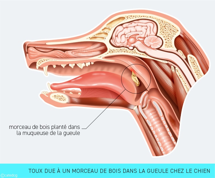 Mon chien tousse comme s'il avait un truc coincé