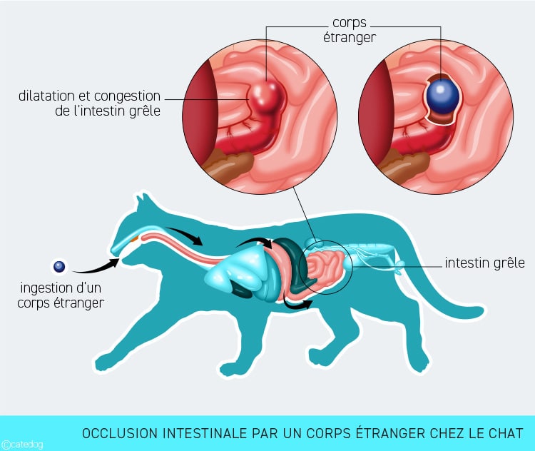 Occlusion intestinale chez le chat à cause d'un corps étranger comme une balle