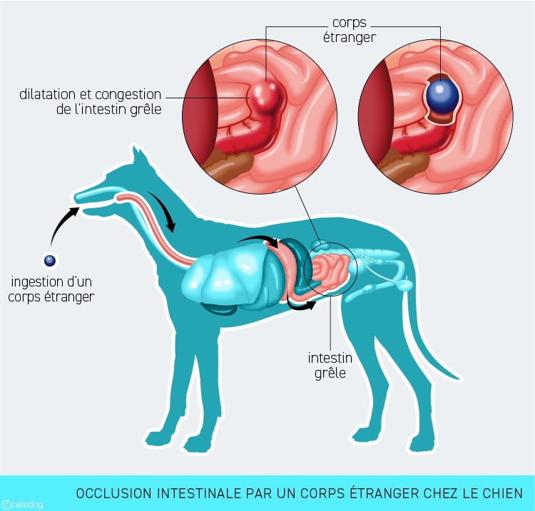 Occlusion intestinale chez le chien à cause d'un corps étranger comme une balle