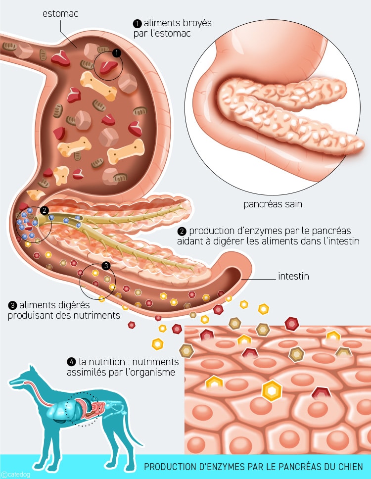 Pancréatite et production d'enzymes dans le pancréas du chien