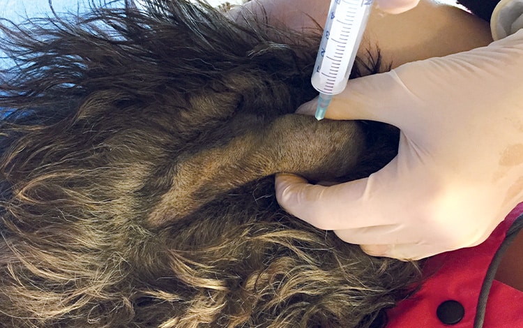 Cyto-ponction effectuée sur un chien par un vétérinaire en vue d’une analyse histologique