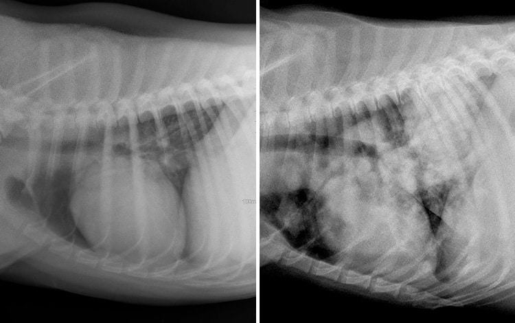 Radiographies thoraciques : normale chez un chien en bonne santé (à gauche) et avec présence de métastases pulmonaires chez un chien malade (à droite)