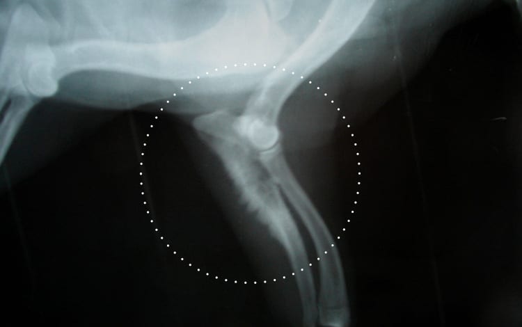 Radiographie d’un ostéosarcome sur un ulna (cubitus) chez un chien
