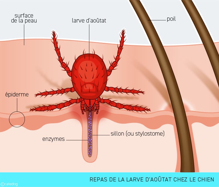 Piqure et repas de la larve d'aoûtat chez le chien