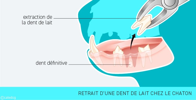 Retrait d'une dent de lait chez le chaton