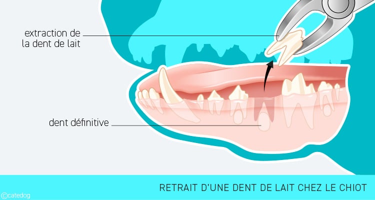 Retrait d'une dent de lait chez le chiot