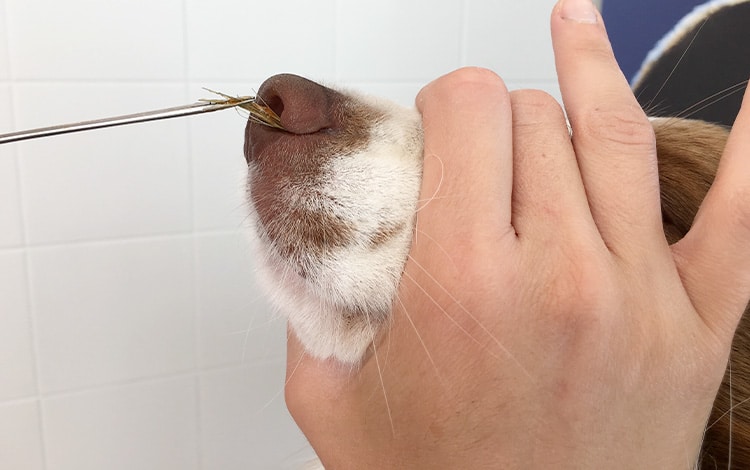 Vétérinaire retirant un épillet inhalé par un chien avec une pince à épillet