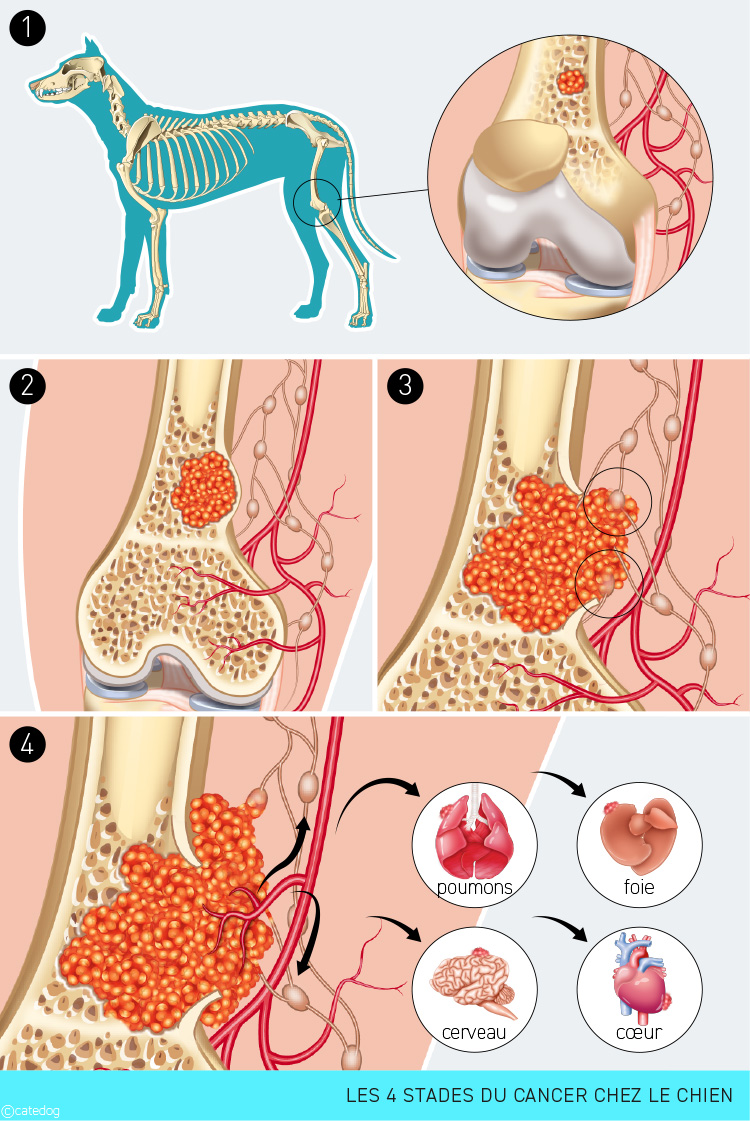 Stades du cancer chez le chien