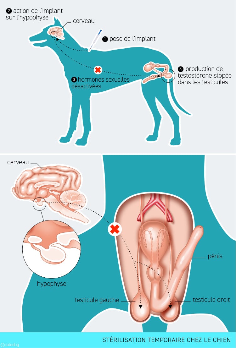 Stérilisation temporaire chez le chien