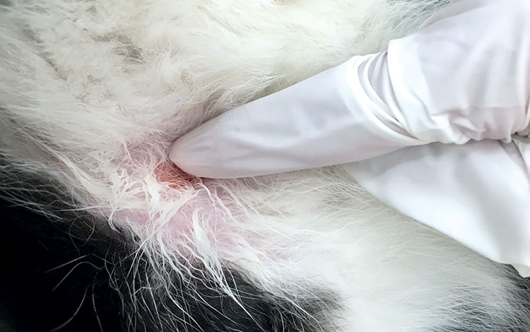 Traitement contre les aoûtats chez le chat et le chien
