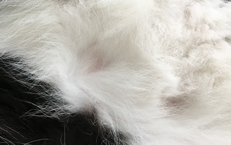 Traitement contre les aoûtats chez le chat et le chien