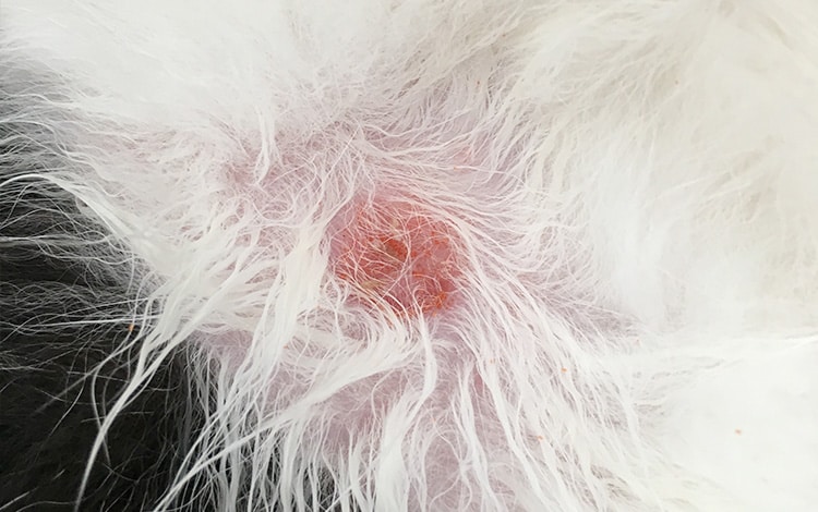 Traitement contre les aoûtats chez le chat et le chien