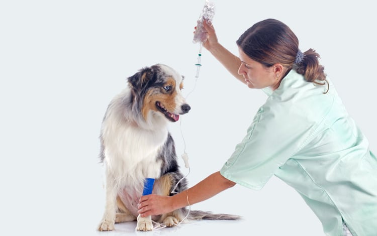 Traitement par chimiothérapie chez un chien avec une tumeur