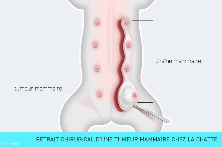 Traitement et chirurgie d'une tumeur mammaire chez la chatte