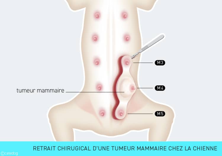 Traitement et chirurgie d'une tumeur mammaire chez la chienne