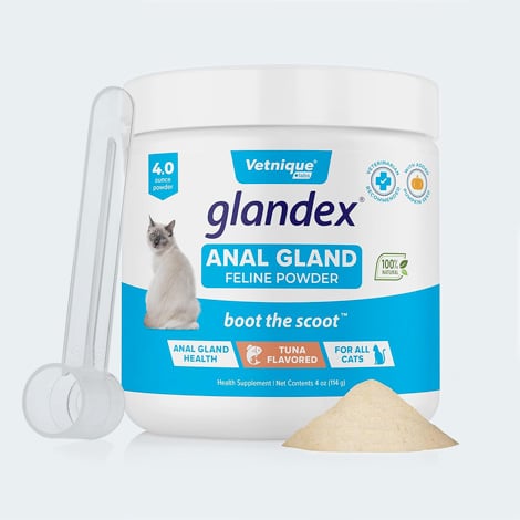 Traitement Glandex pour la vidange des glandes anales du chat