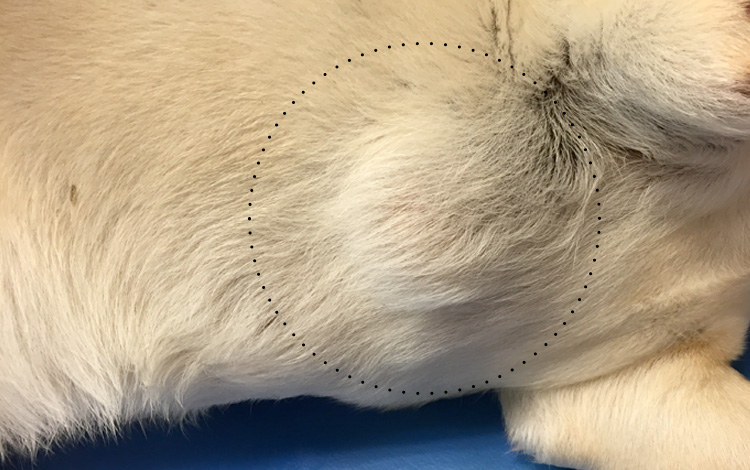 Tumeur bénigne lipome chez le chien