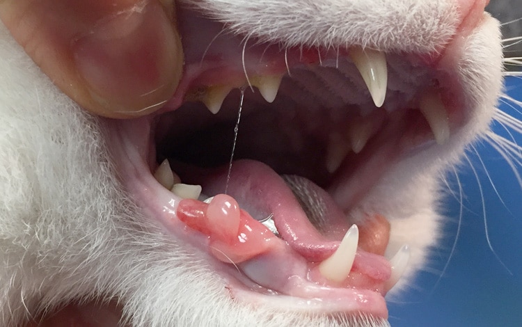 Tumeur de la gencive dans la bouche d'un chat