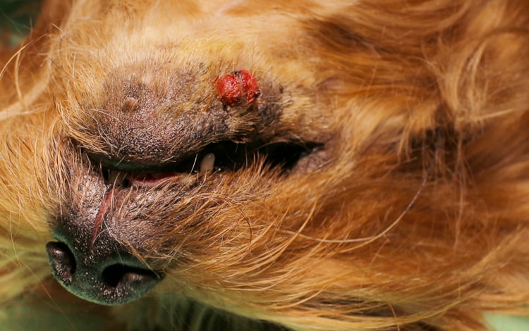 tumeur maligne Mastocytome cutané chez le chien
