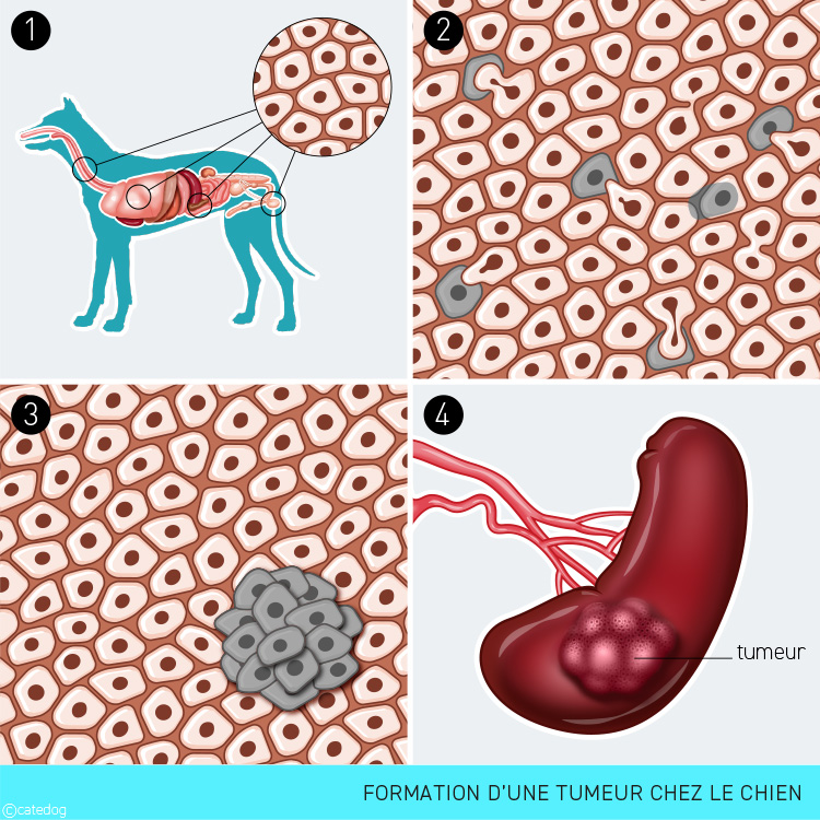 Tumeur et métastases chez le chien et le chat en photo