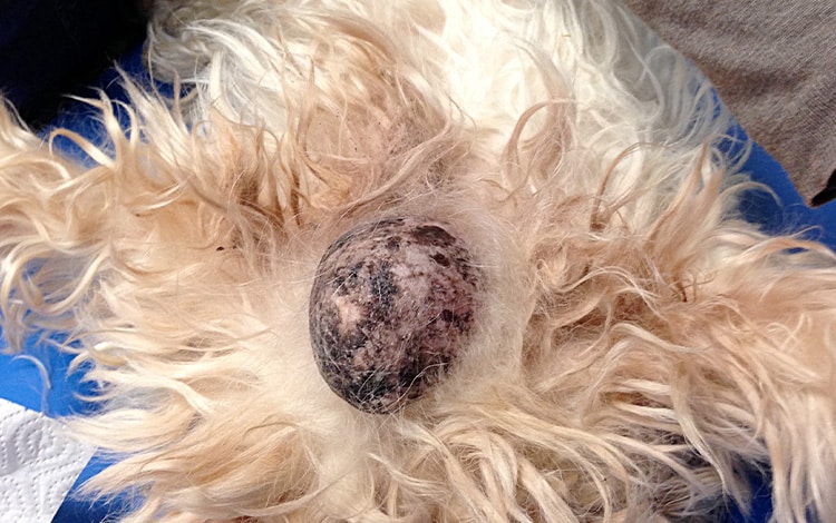 Tumeur maligne du testicule chez un chien