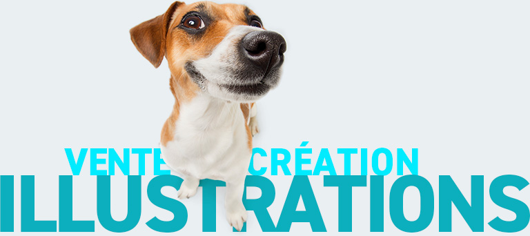 Vente et création d'illustrations vétérinaires sur l'anatomie du chat et du chien