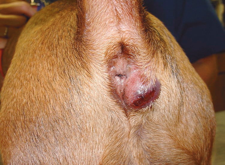 Abcès d'une glande anale chez un chien