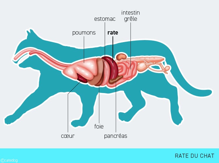 Anatomie de la rate du chat