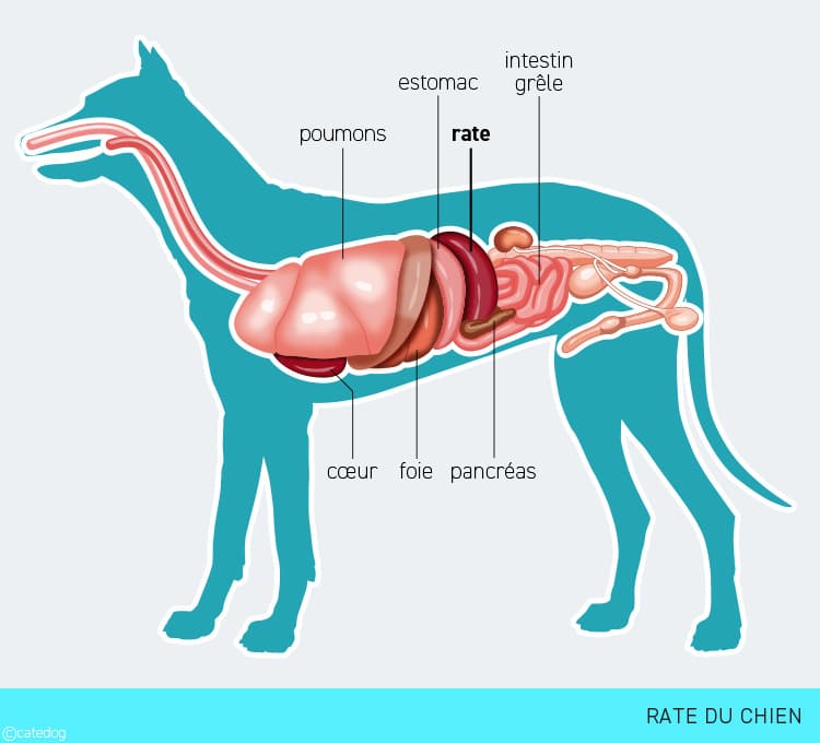 Anatomie de la rate du chien