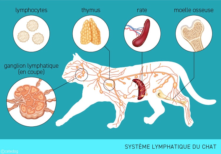 Anatomie du système lymphatique du chat