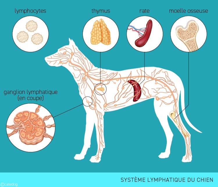 Anatomie du système lymphatique du chien