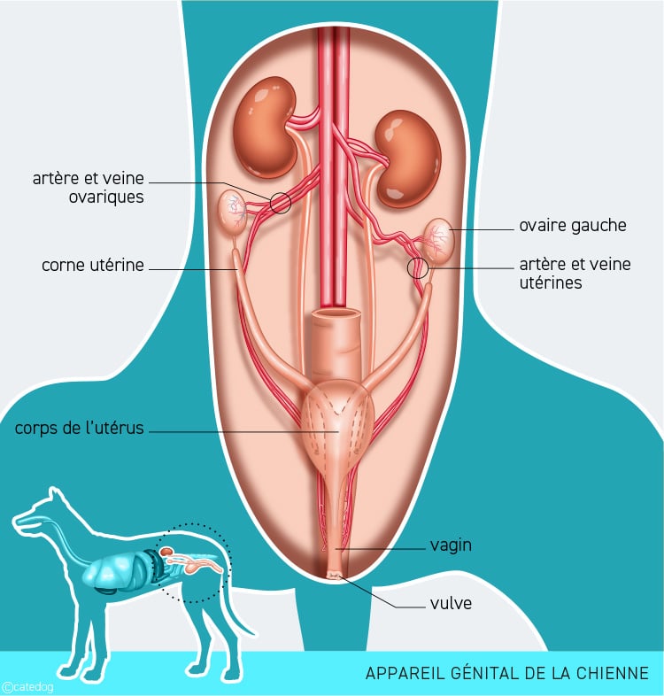 Appareil génital de la chienne avant la stérilisation