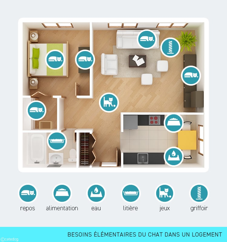 Besoins du chat dans un appartement ou maison sur plan