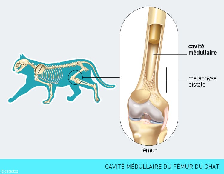 Cavité médullaire du fémur touché par l'ostéosarcome chez le chat