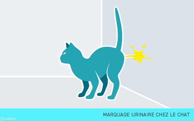 Mon chat fait pipi partout et fait du marquage urinaire