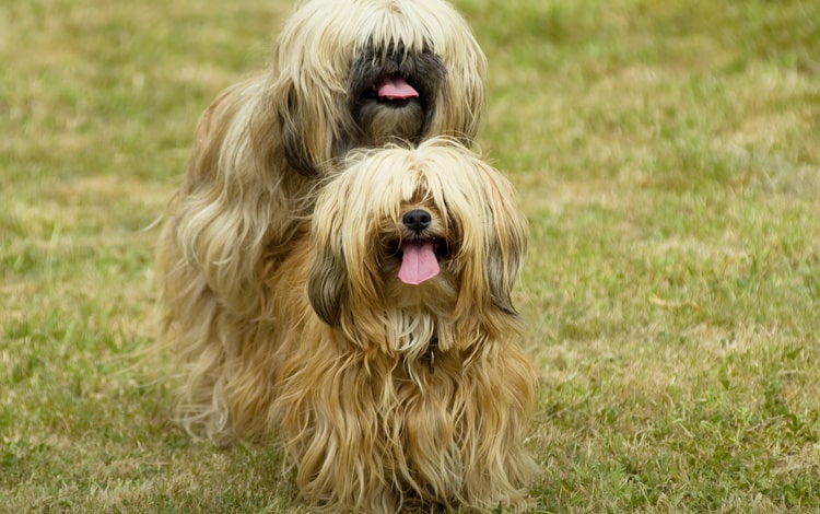 Chevauchement entre chiens