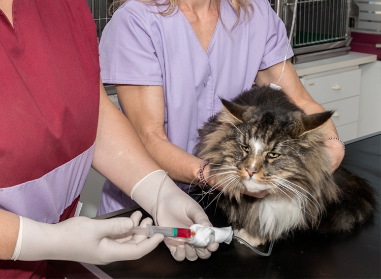 Chimiothérapie en traitement d'une tumeur chez le chat