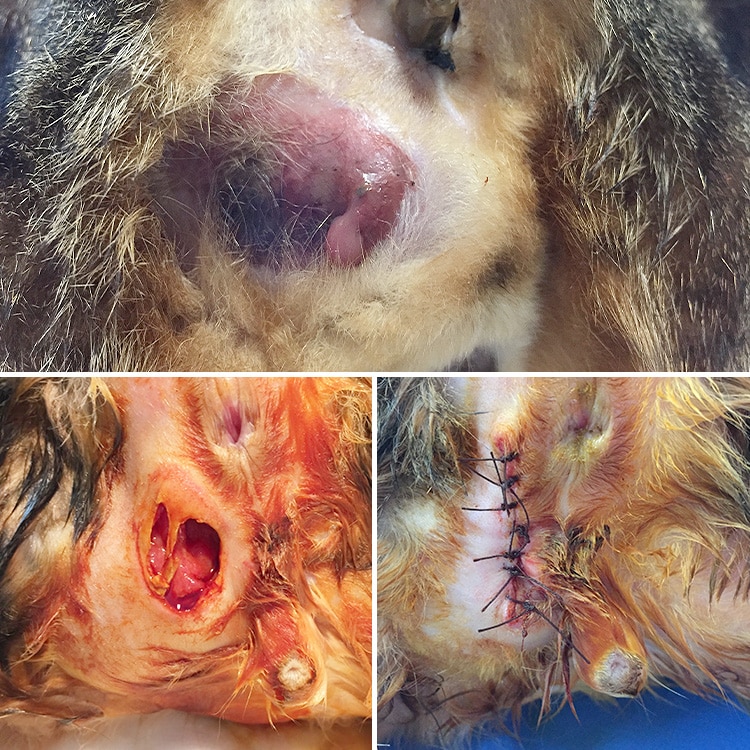 Abcès et traitement de la glande anale gauche chez un chien
