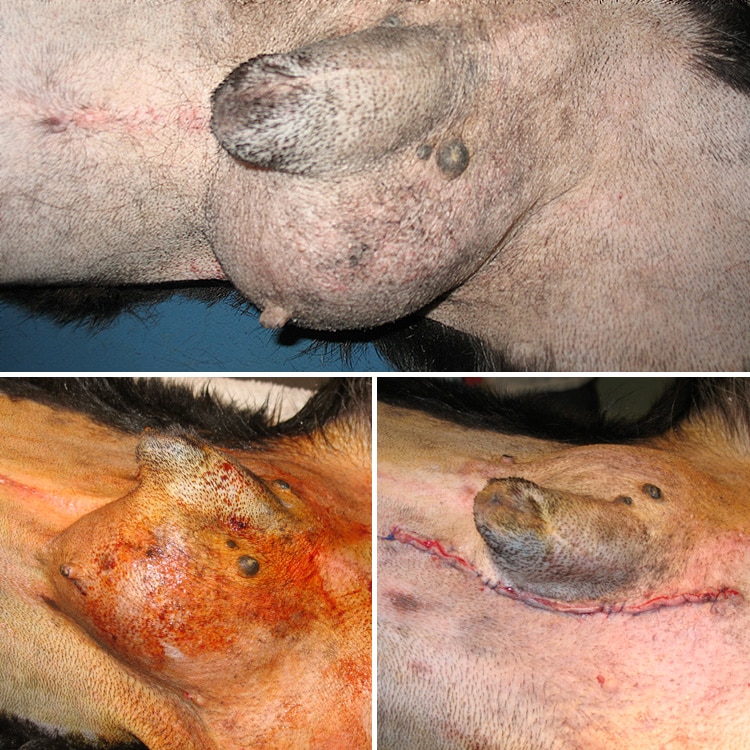 Retrait d'un lipome chez un chien par chirurgie