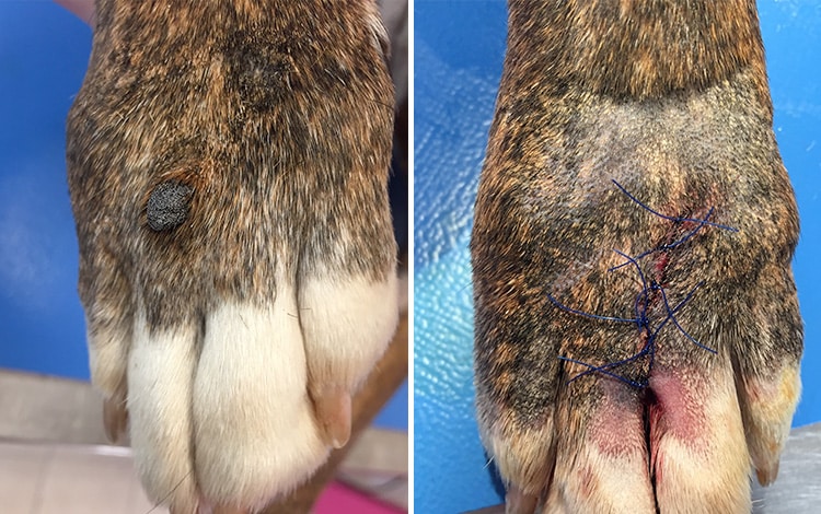 Retrait d'une tumeur nodule chez un chien par chirurgie
