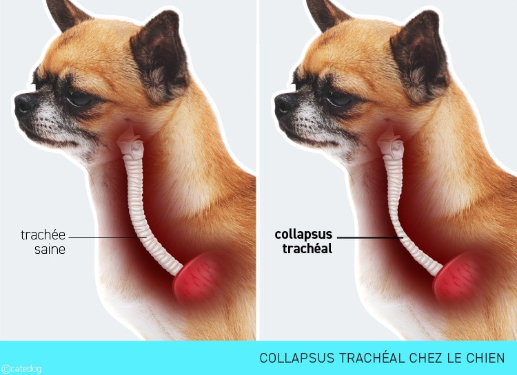 Collapsus trachéal chez le chien