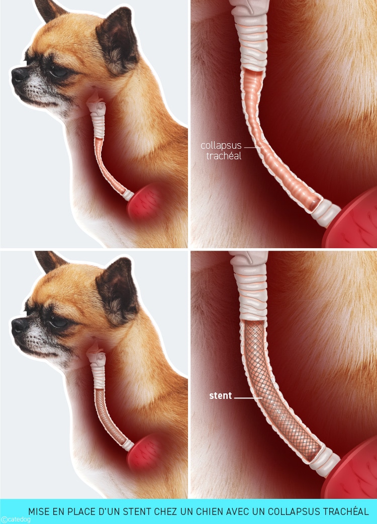Traitement du collapsus trachéal chez le chien avec pause d'un stent
