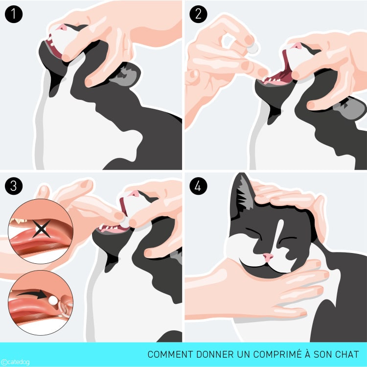 Comment donner un comprimé à son chat