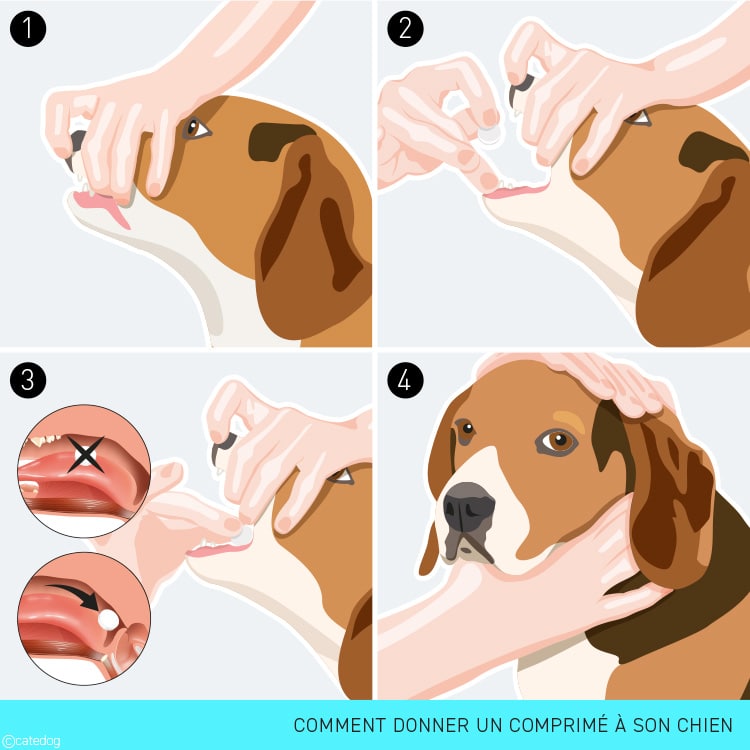 Comment donner un comprimé à son chien