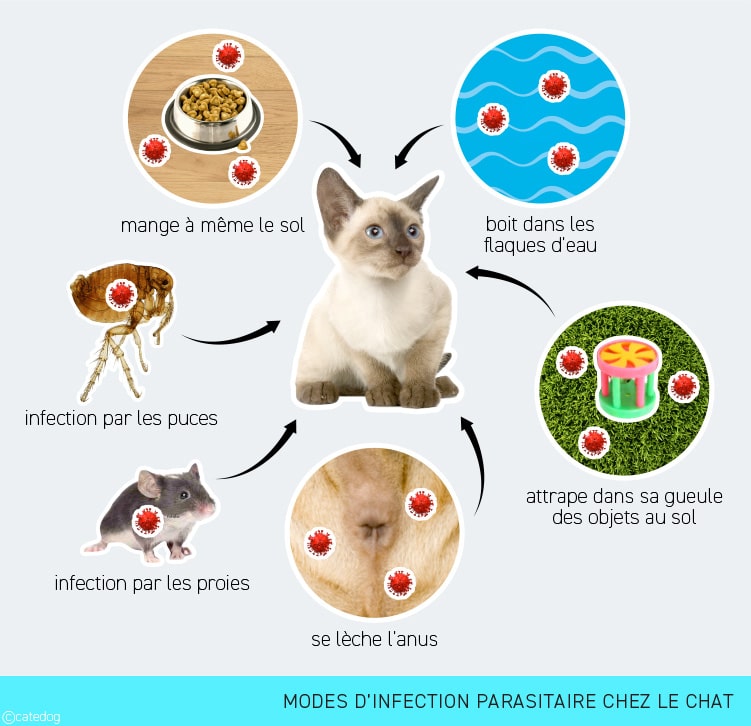 Comment s'infecte le chat par les vers