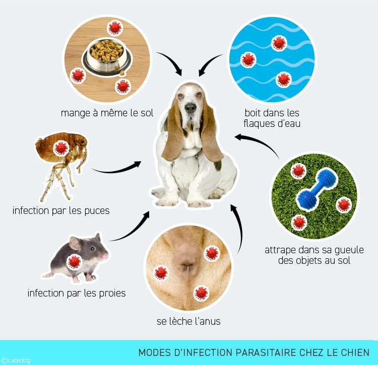 Comment s'infecte le chien par les vers